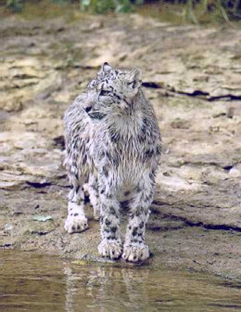 Snow Leopard (Uncia uncia) {!--설표-->; DISPLAY FULL IMAGE.