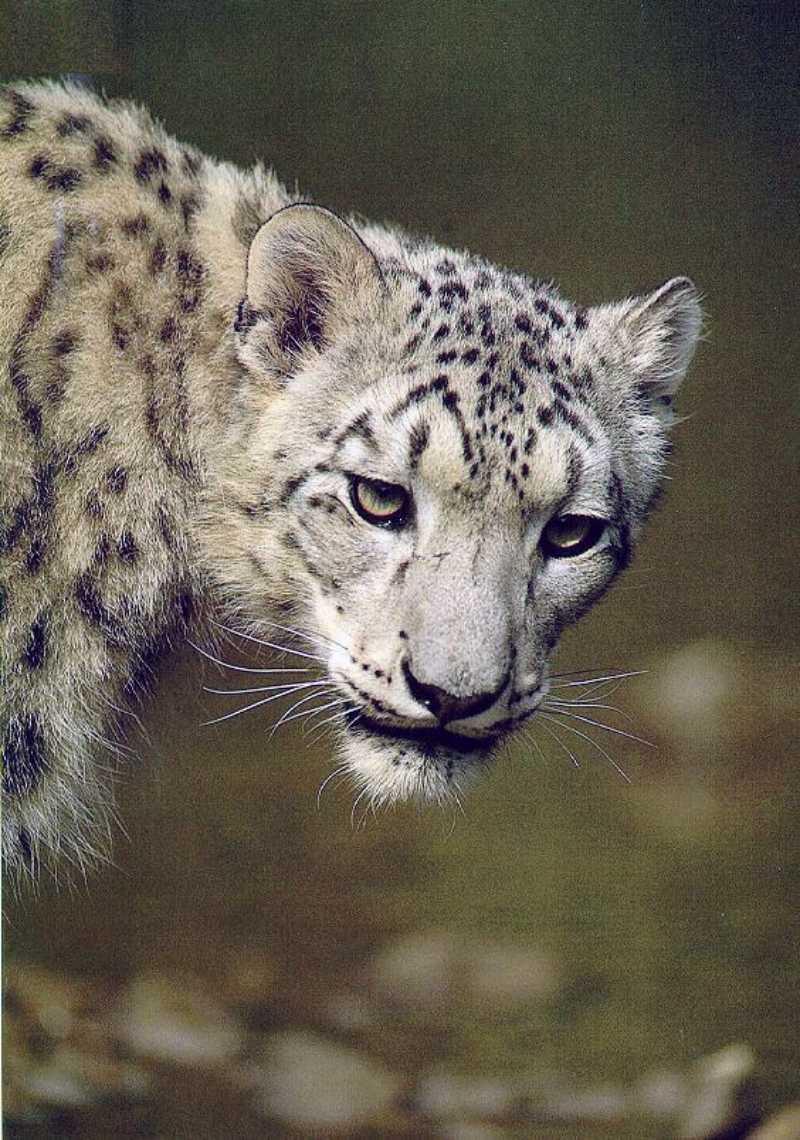 Snow Leopard (Uncia uncia) {!--설표-->; DISPLAY FULL IMAGE.