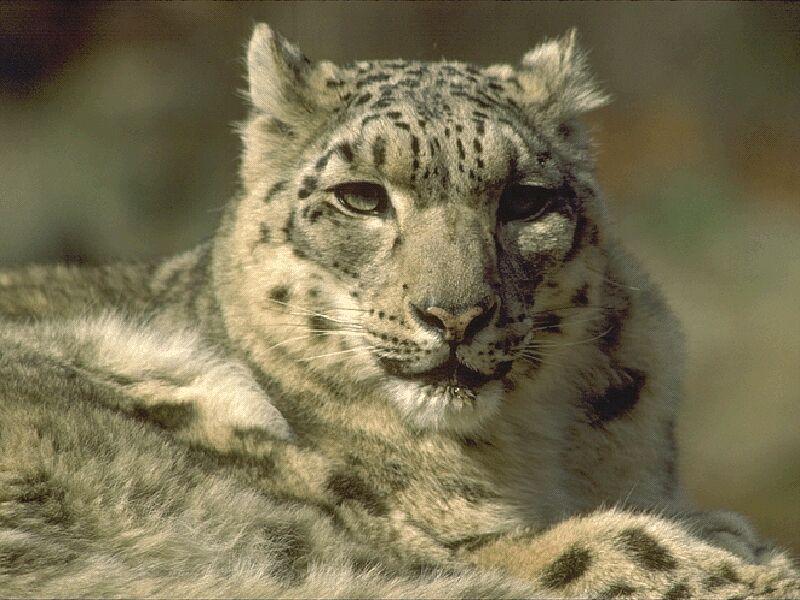 Snow Leopard (Uncia uncia) {!--설표-->; DISPLAY FULL IMAGE.
