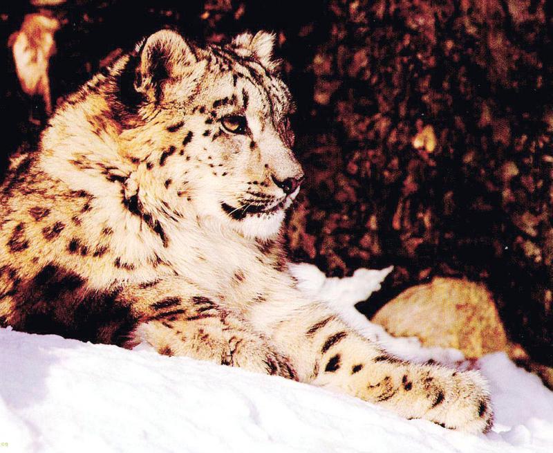 Snow Leopard (Uncia uncia) {!--설표-->; DISPLAY FULL IMAGE.