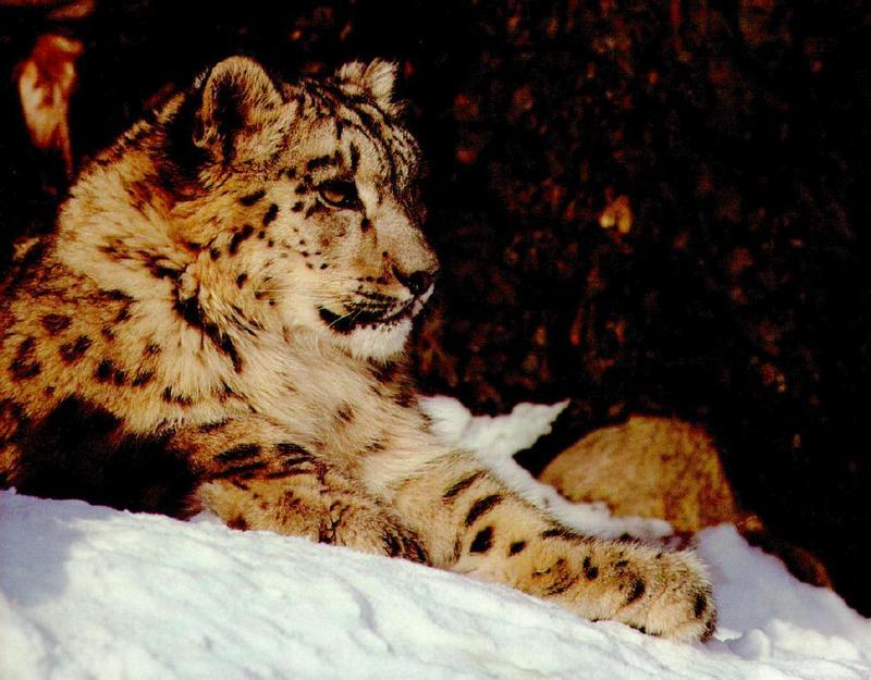 Snow Leopard (Uncia uncia) {!--설표-->; DISPLAY FULL IMAGE.