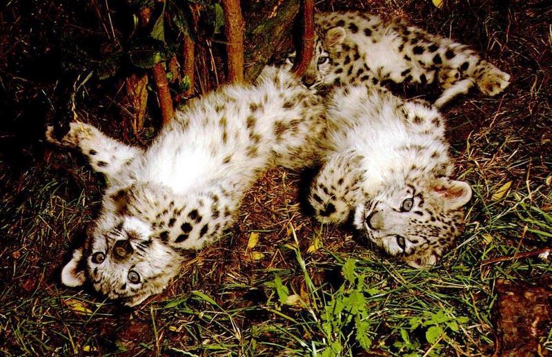 Snow Leopards (Uncia uncia) {!--설표--> - cubs; DISPLAY FULL IMAGE.