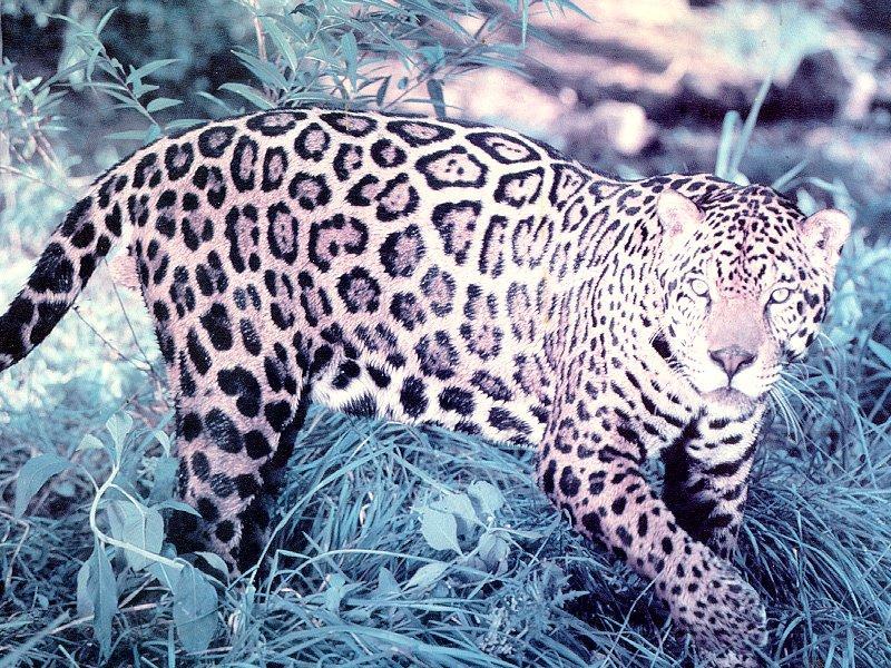 Jaguar (Panthera onca) {!--재규어-->; DISPLAY FULL IMAGE.