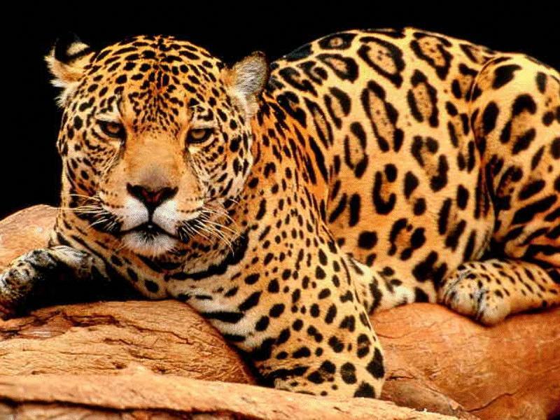 Jaguar (Panthera onca) {!--재규어-->; DISPLAY FULL IMAGE.
