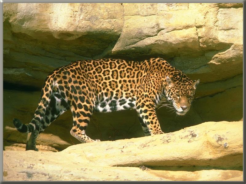 Jaguar (Panthera onca) {!--재규어-->; DISPLAY FULL IMAGE.