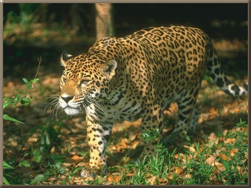 Jaguar (Panthera onca) {!--재규어-->; DISPLAY FULL IMAGE.