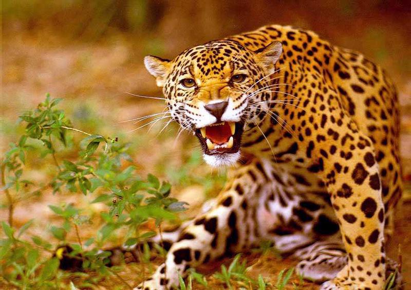 Jaguar (Panthera onca) {!--재규어-->; DISPLAY FULL IMAGE.