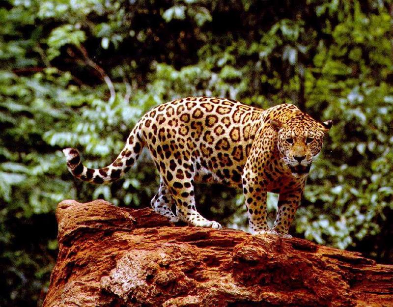 Jaguar (Panthera onca) {!--재규어-->; DISPLAY FULL IMAGE.