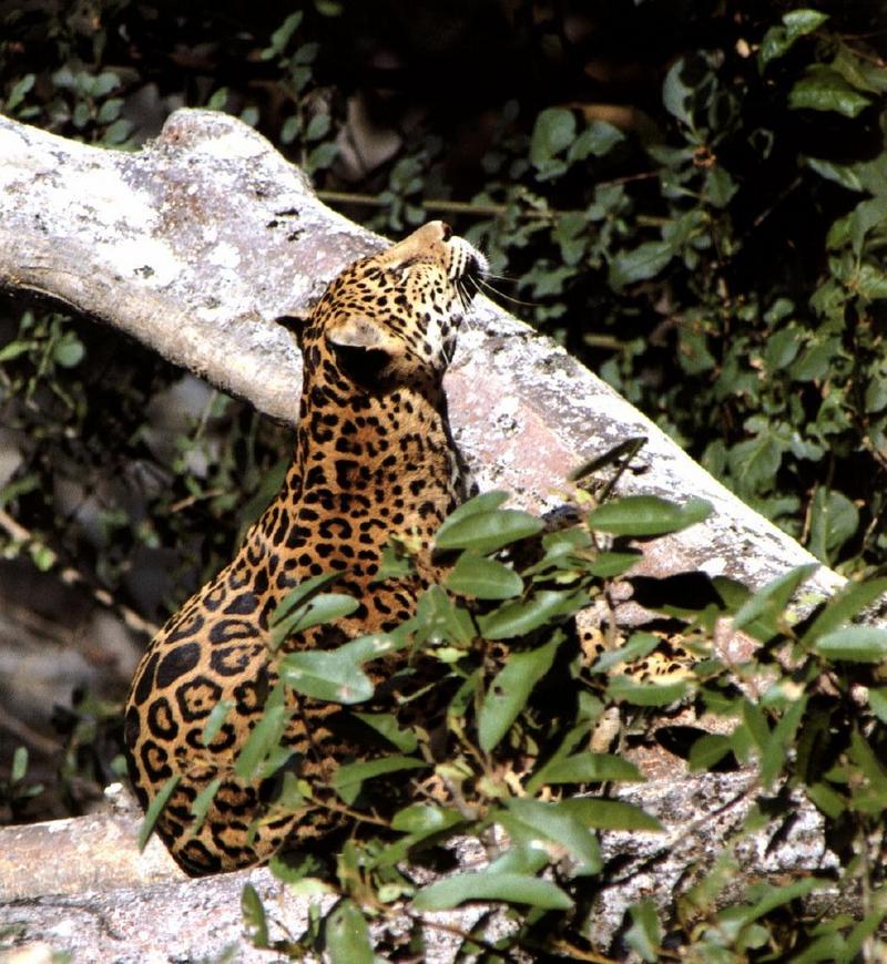 Jaguar (Panthera onca) {!--재규어-->; DISPLAY FULL IMAGE.