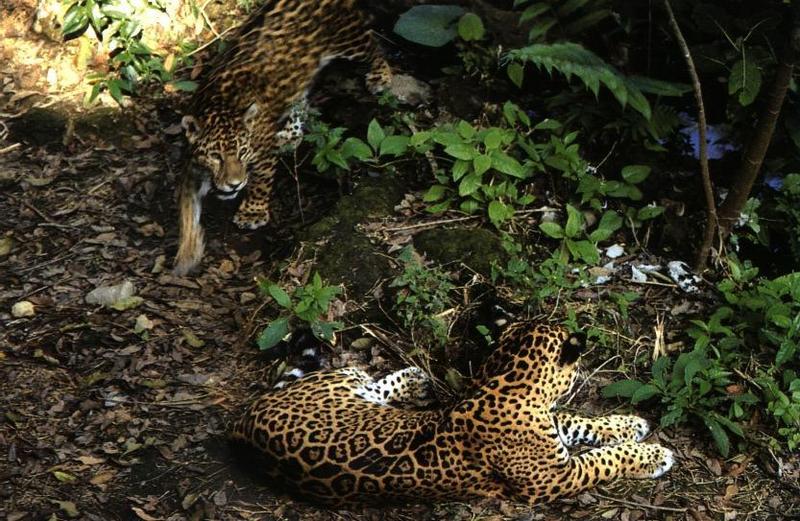 Jaguars (Panthera onca) {!--재규어-->; DISPLAY FULL IMAGE.