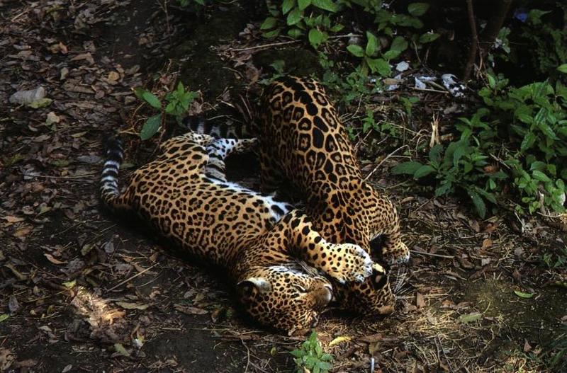 Jaguars (Panthera onca) {!--재규어-->; DISPLAY FULL IMAGE.