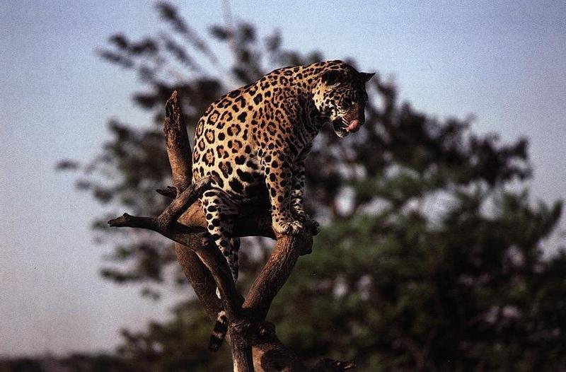 Jaguar (Panthera onca) {!--재규어-->; DISPLAY FULL IMAGE.