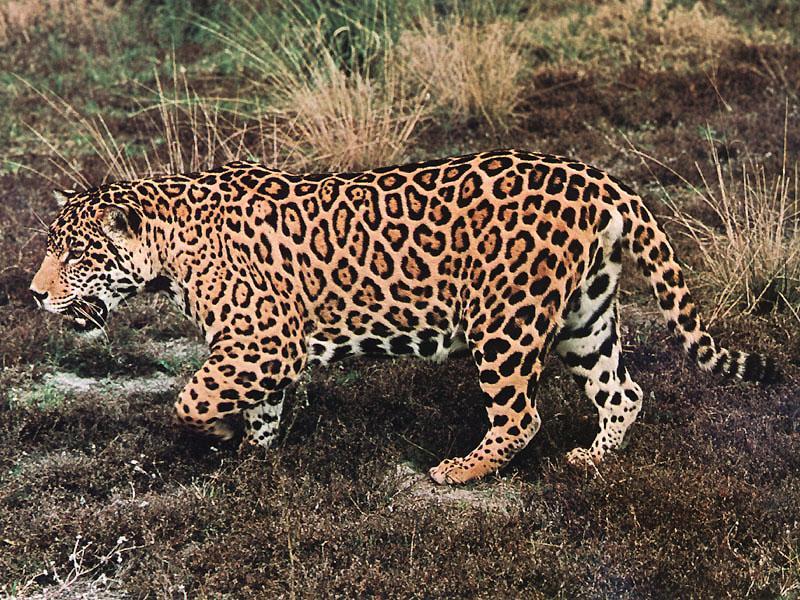 Jaguar (Panthera onca) {!--재규어-->; DISPLAY FULL IMAGE.