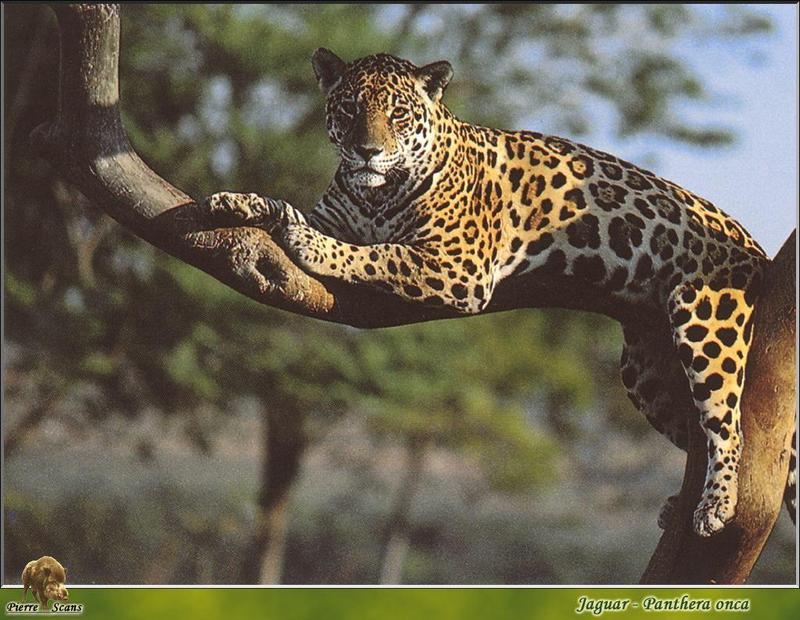 Jaguar (Panthera onca) {!--재규어-->; DISPLAY FULL IMAGE.