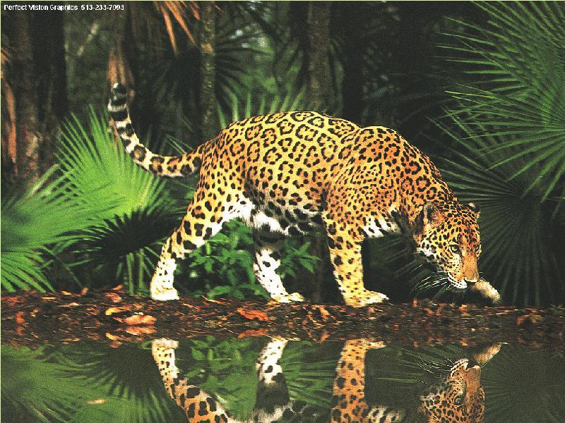 Jaguar (Panthera onca) {!--재규어-->; DISPLAY FULL IMAGE.