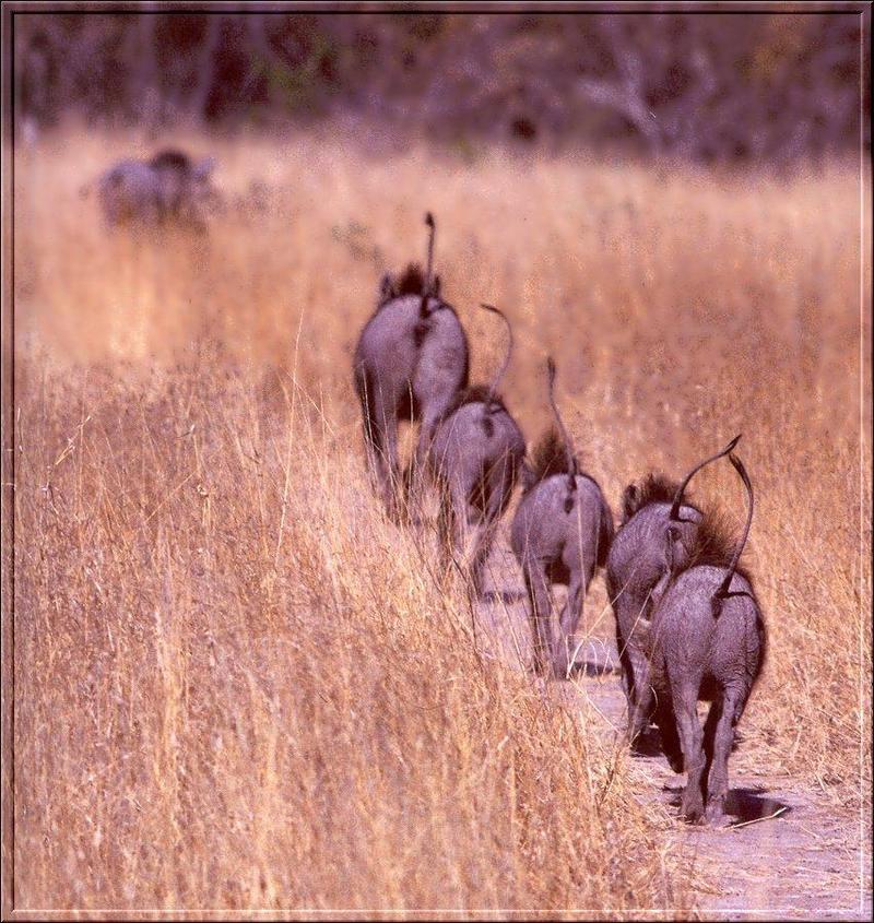 Warthogs (Phacochoerus aethiopicus) {!--사마귀멧돼지-->; DISPLAY FULL IMAGE.