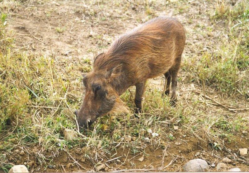 Warthog (Phacochoerus aethiopicus) {!--사마귀멧돼지-->; DISPLAY FULL IMAGE.