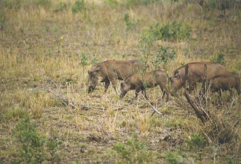 Warthogs (Phacochoerus aethiopicus) {!--사마귀멧돼지-->; DISPLAY FULL IMAGE.