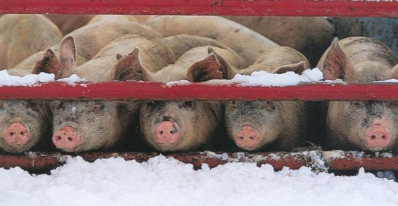 Feral Pigs(Sus scrofa var. domesticus) {!--집돼지-->; DISPLAY FULL IMAGE.