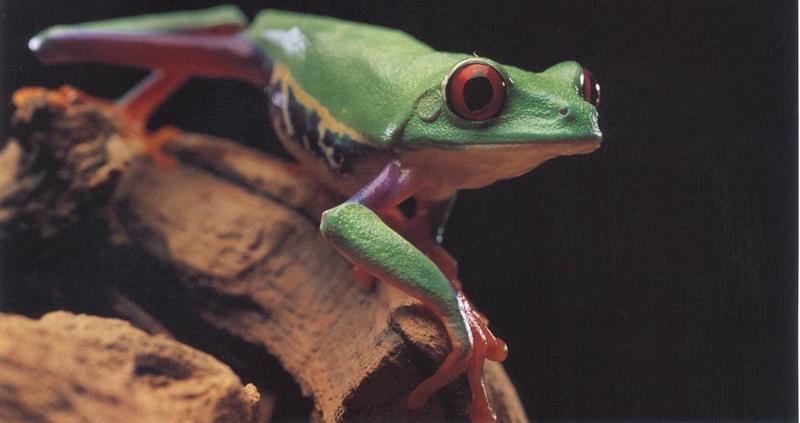 Red-eyed Tree Frog; DISPLAY FULL IMAGE.