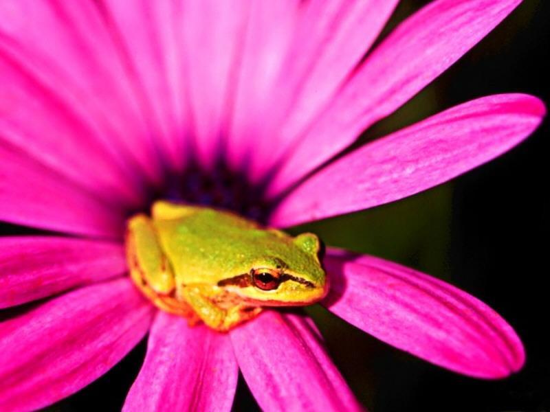 Tree Frog; DISPLAY FULL IMAGE.