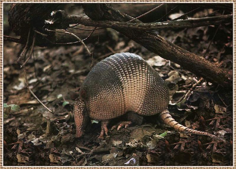 Armadillo {!--아르마딜로-->; DISPLAY FULL IMAGE.