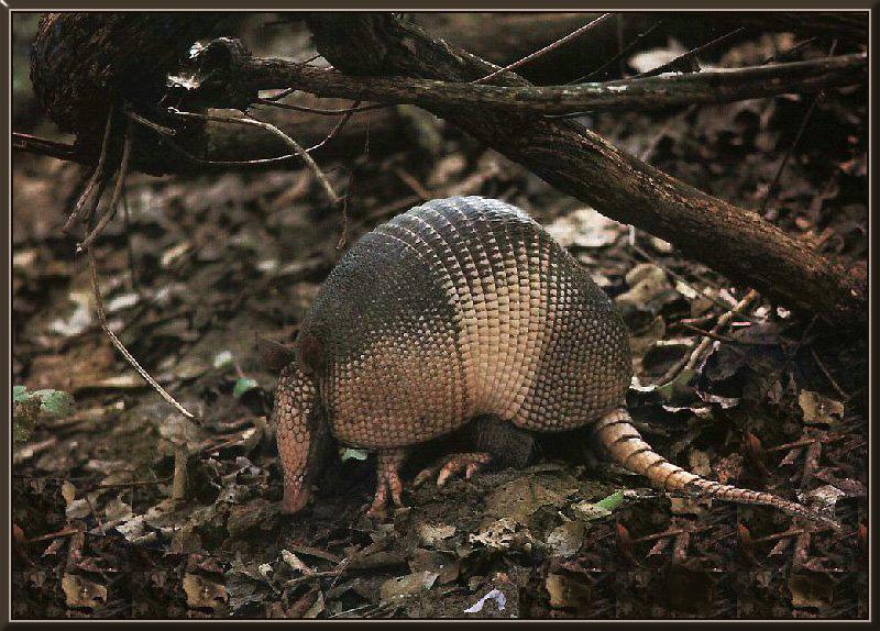 Armadillo {!--아르마딜로-->; DISPLAY FULL IMAGE.