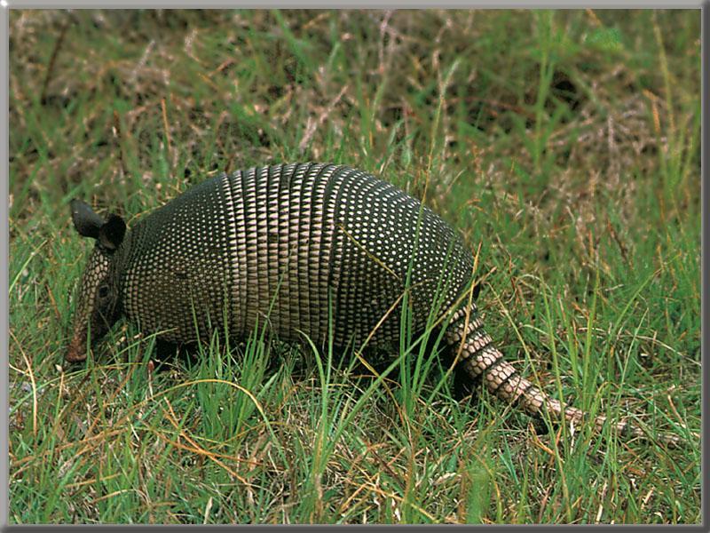 Armadillo {!--아르마딜로-->; DISPLAY FULL IMAGE.