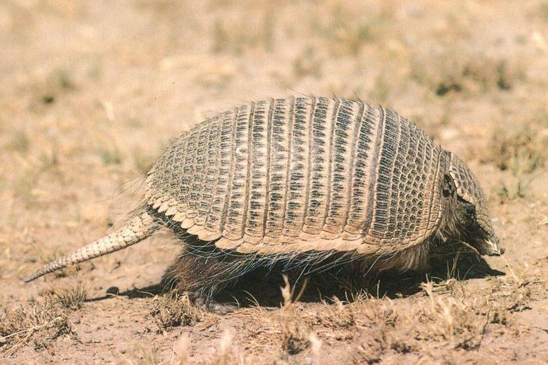 Armadillo {!--아르마딜로-->; DISPLAY FULL IMAGE.