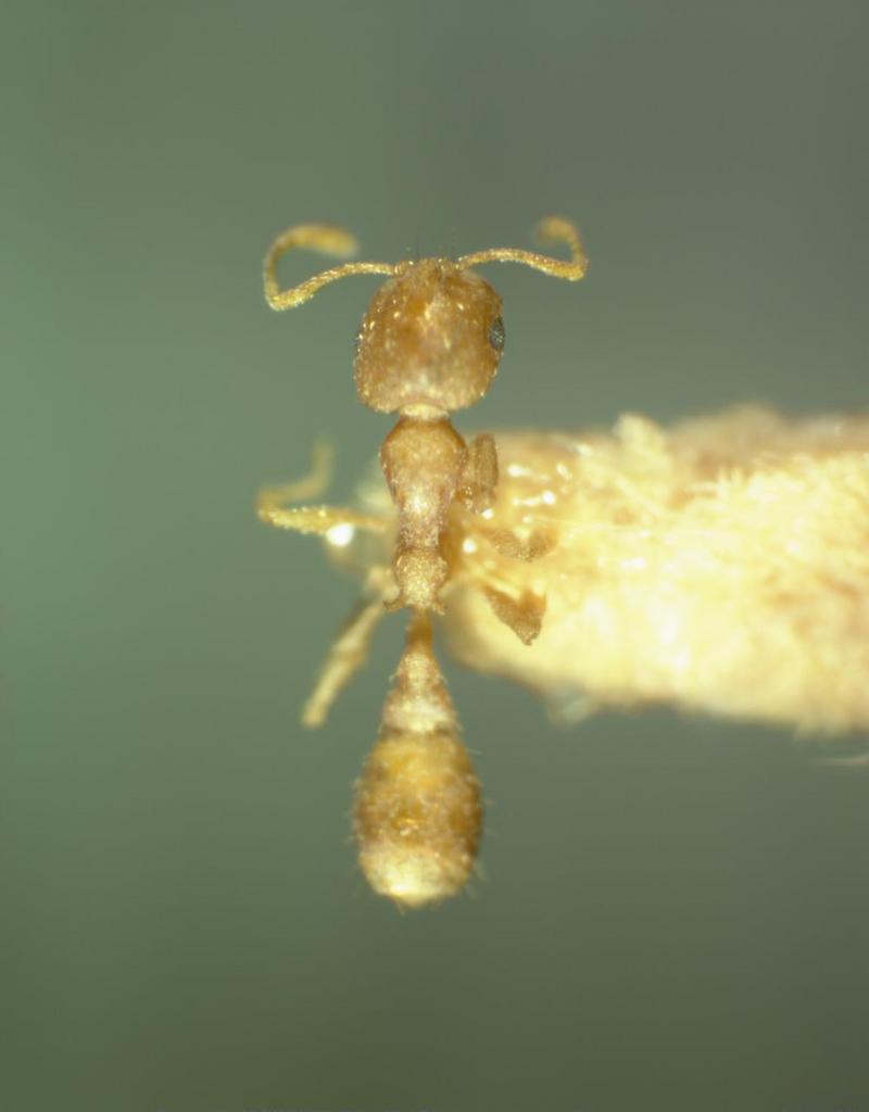 Ant {!--개미-->; DISPLAY FULL IMAGE.