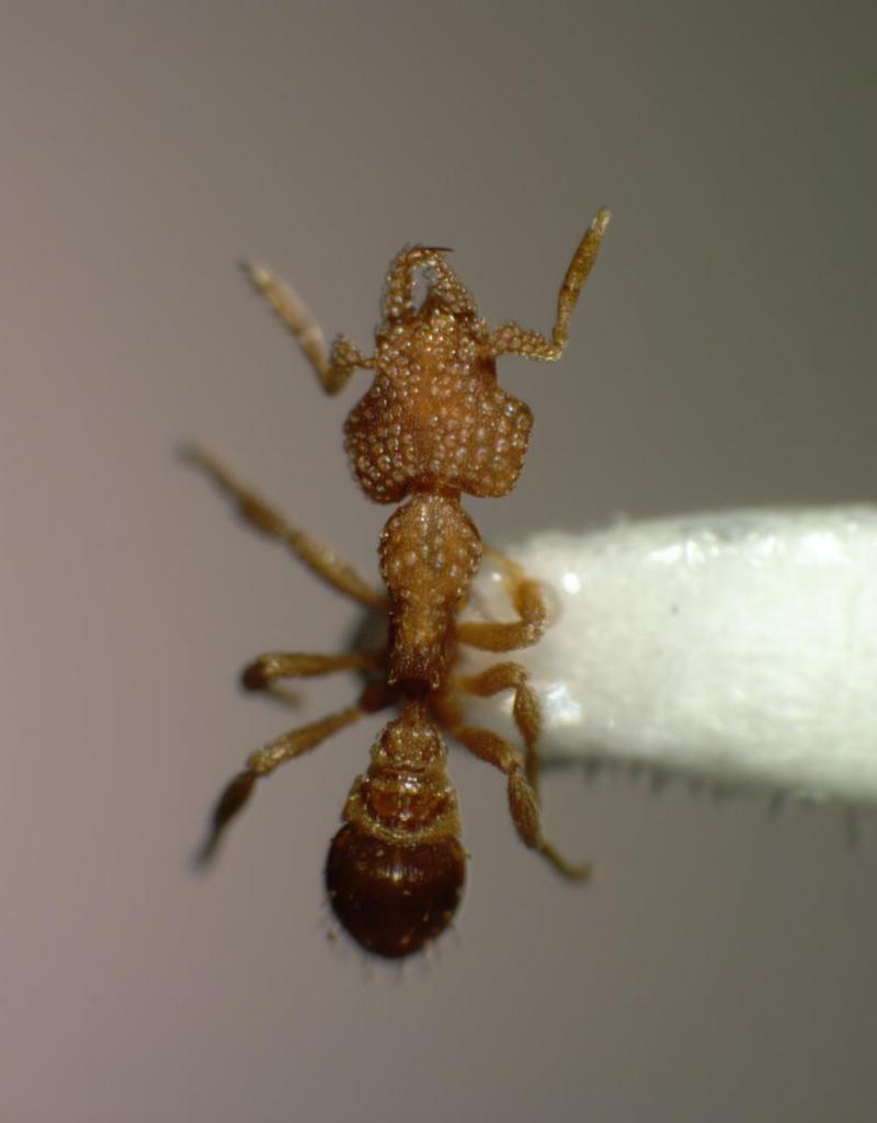 Ant {!--개미-->; DISPLAY FULL IMAGE.