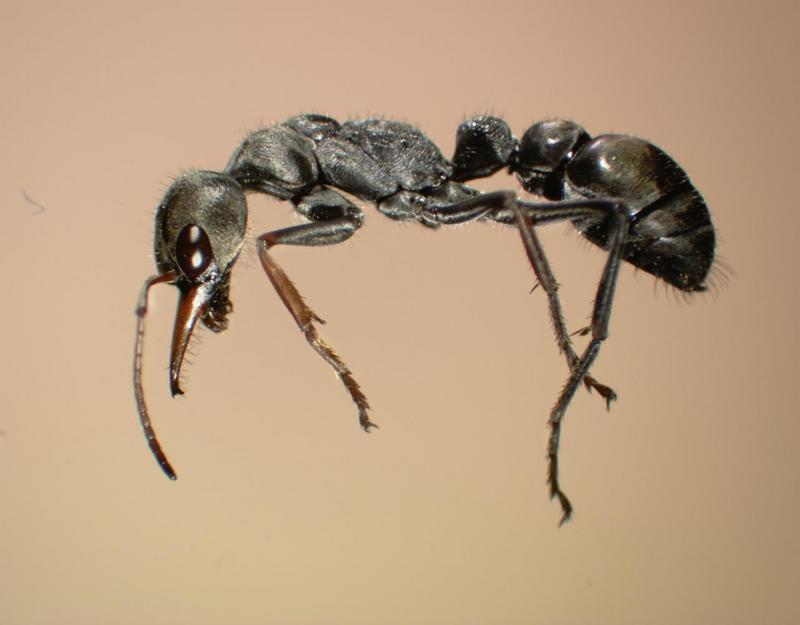 Ant {!--개미-->; DISPLAY FULL IMAGE.
