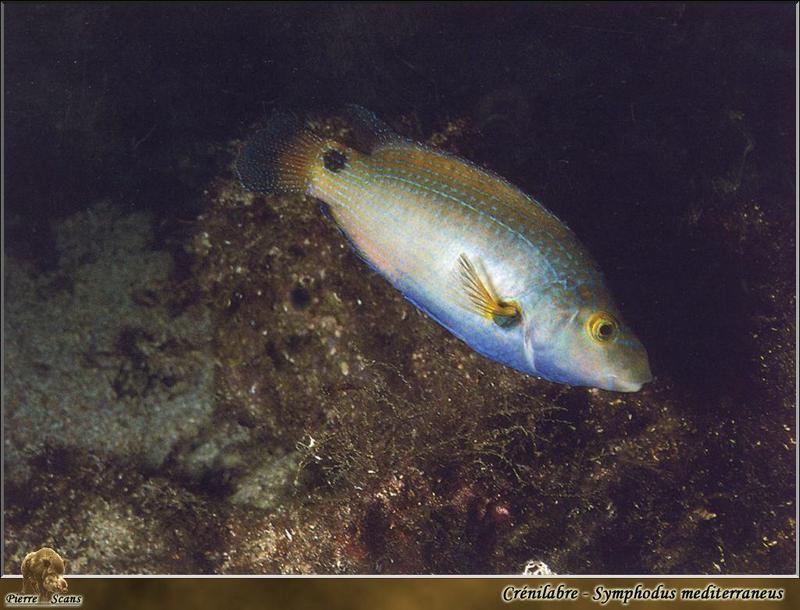 Axillary Wrasse (Symphodus mediterraneus); DISPLAY FULL IMAGE.