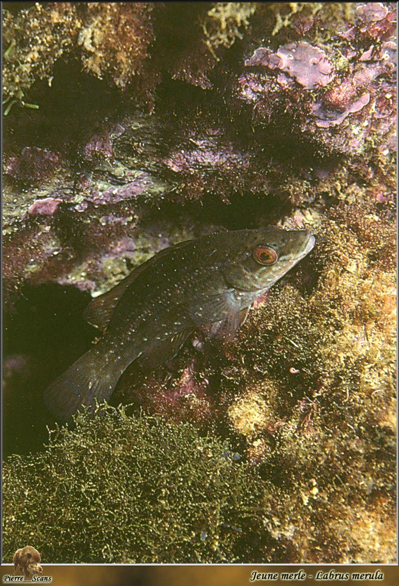 Brown Wrasse (Labrus merula); DISPLAY FULL IMAGE.