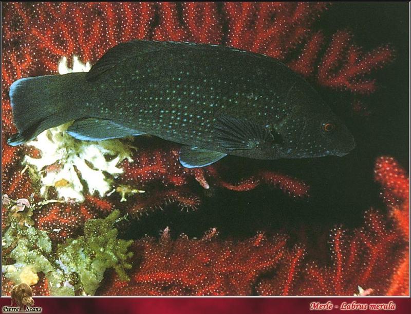 Brown Wrasse (Labrus merula); DISPLAY FULL IMAGE.