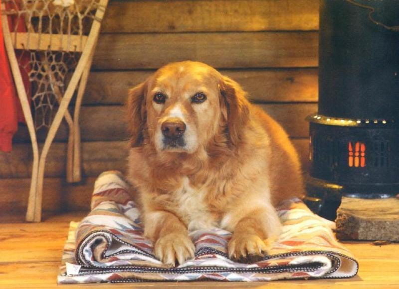 Cats and Dogs; DISPLAY FULL IMAGE.