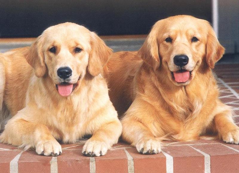Cats and Dogs; DISPLAY FULL IMAGE.