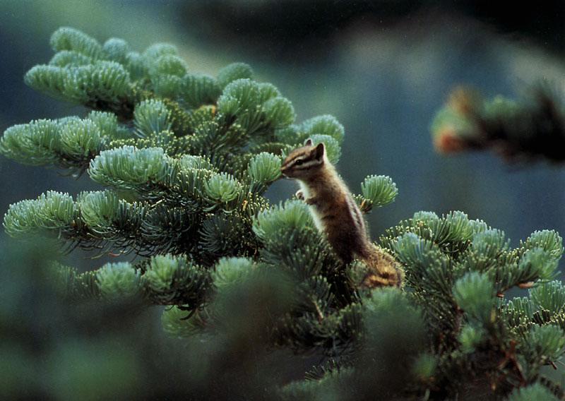 Chipmunk; DISPLAY FULL IMAGE.