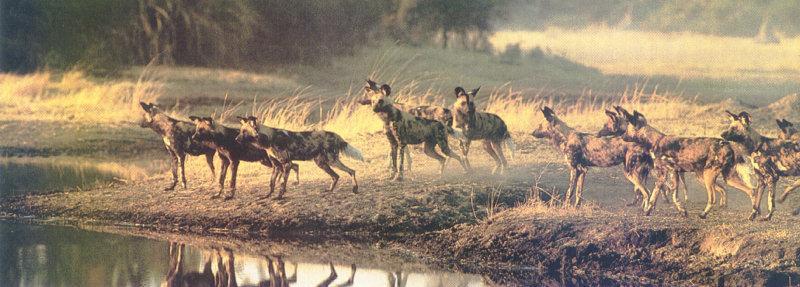 African Wild Dogs (Lycaon pictus) {!--아프리카들개(리카온)-->; DISPLAY FULL IMAGE.