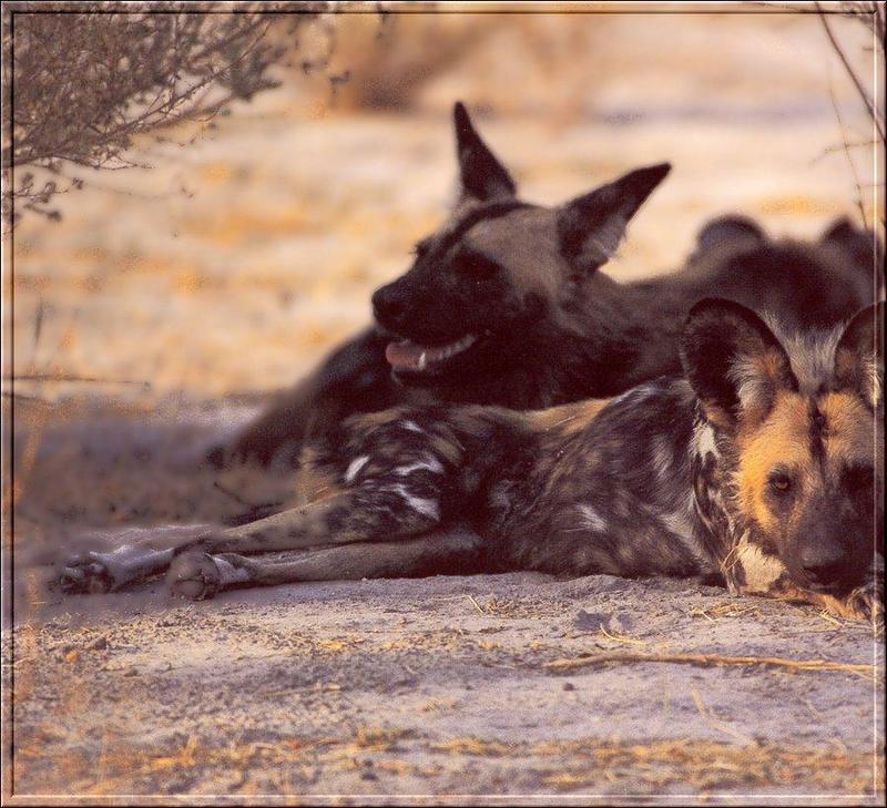 African Wild Dogs (Lycaon pictus) {!--아프리카들개(리카온)-->; DISPLAY FULL IMAGE.