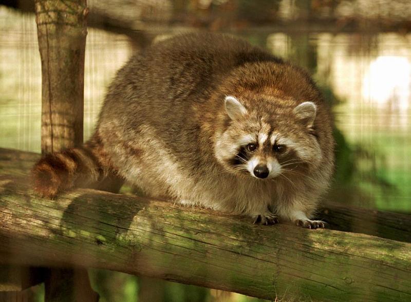 Northern Raccoon (Procyon lotor) {!--아메리카너구리-->; DISPLAY FULL IMAGE.