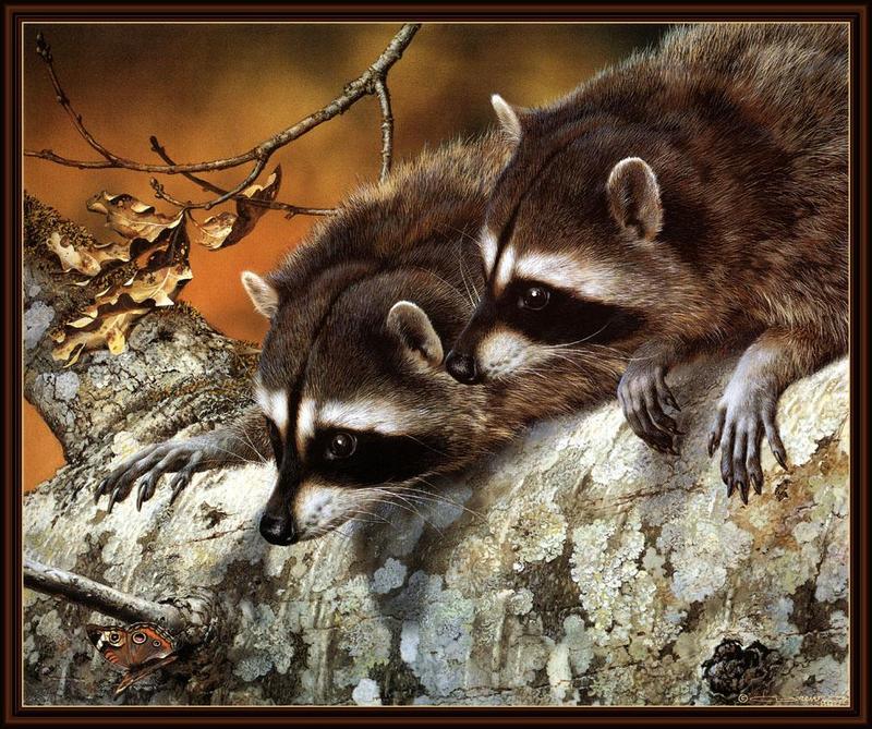 [Animal Art - Carl Brenders] Wild Northern Raccoons (Procyon lotor) {!--아메리카너구리-->; DISPLAY FULL IMAGE.