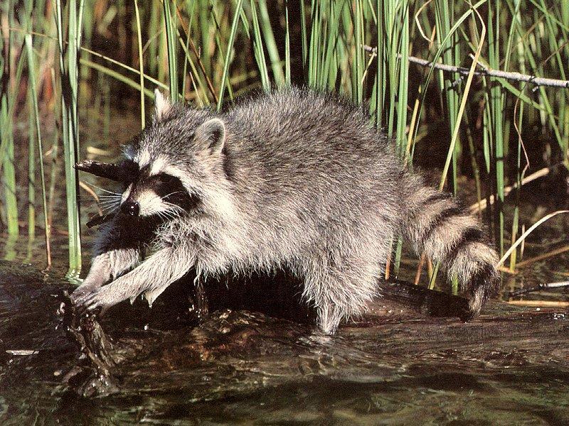 Wild Northern Raccoon (Procyon lotor) {!--아메리카너구리-->; DISPLAY FULL IMAGE.