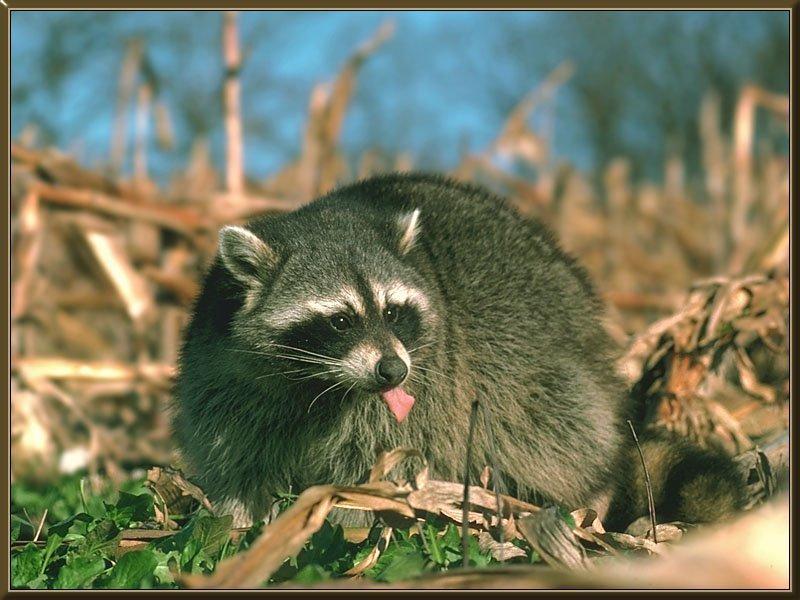 Wild Northern Raccoon (Procyon lotor) {!--아메리카너구리-->; DISPLAY FULL IMAGE.