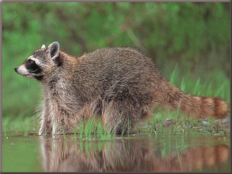 Wild Northern Raccoon (Procyon lotor) {!--아메리카너구리-->; DISPLAY FULL IMAGE.