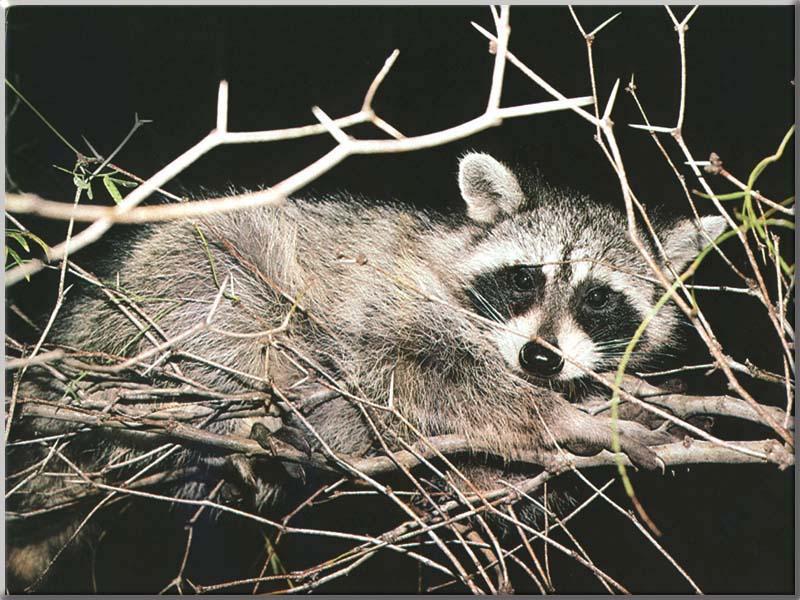 Wild Northern Raccoon (Procyon lotor) {!--아메리카너구리-->; DISPLAY FULL IMAGE.