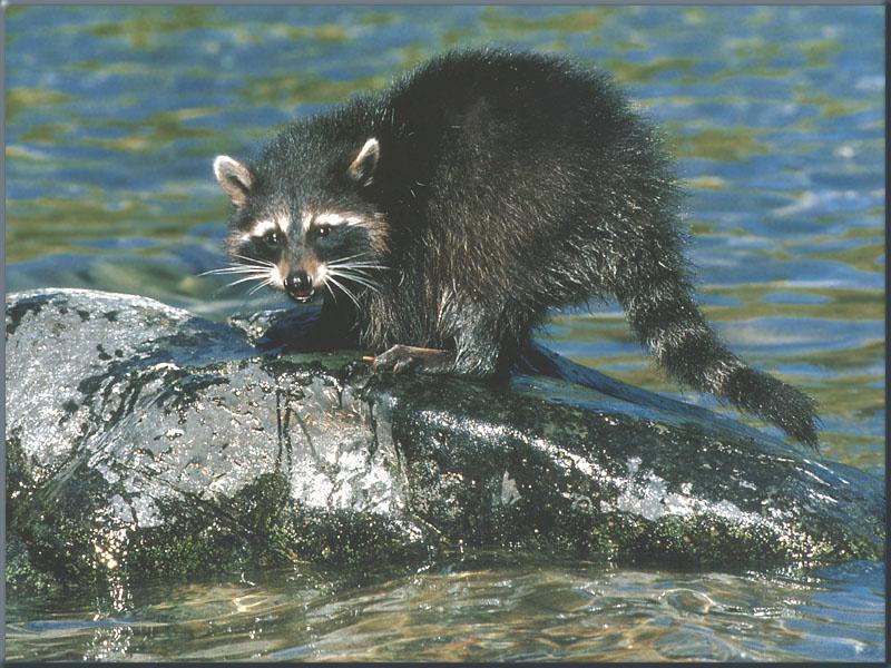 Wild Northern Raccoon (Procyon lotor) {!--아메리카너구리-->; DISPLAY FULL IMAGE.