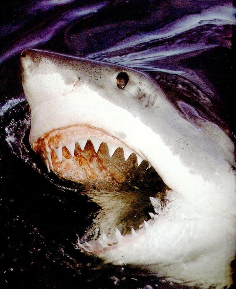 Great White Shark (Carcharodon carcharias) {!--백상어|백상아리-->; DISPLAY FULL IMAGE.