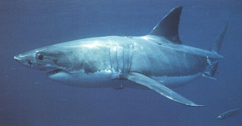 Great White Shark (Carcharodon carcharias) {!--백상어|백상아리-->; DISPLAY FULL IMAGE.