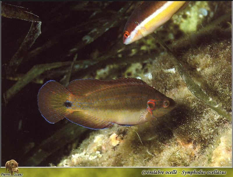 Wrasse (Symphodus ocellatus); DISPLAY FULL IMAGE.